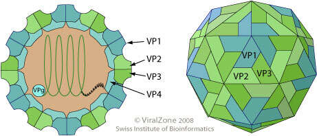 Image of Picornavirus