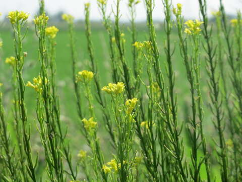 Image of medium flowered winter-cress