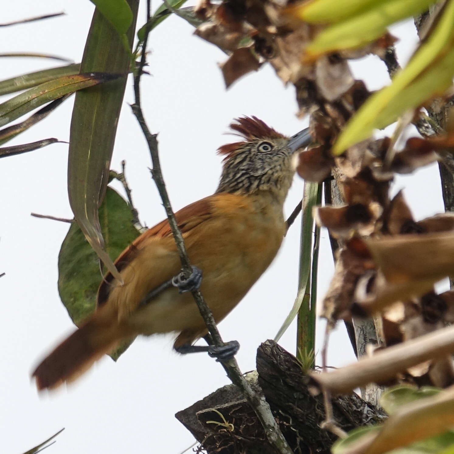 Image of Barred Antshrike