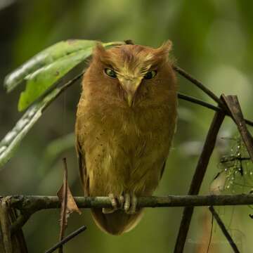 Image of Serendib Scops Owl