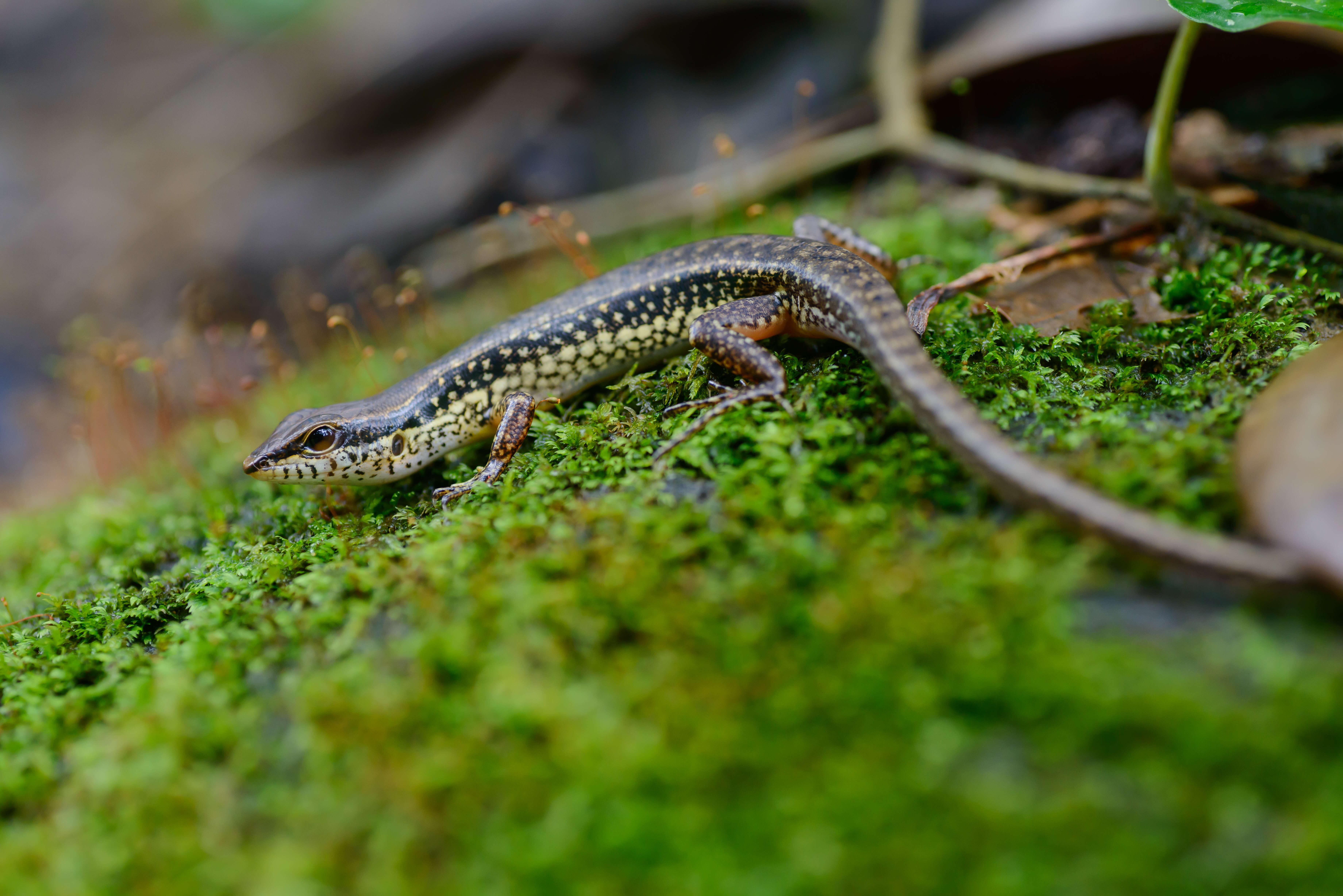 Imagem de Sphenomorphus maculatus (Blyth 1853)