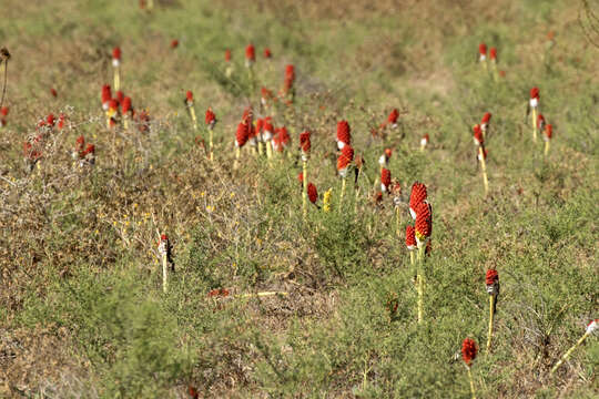 Image of Arum dioscoridis Sm.