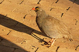 Image of Red-billed Francolin