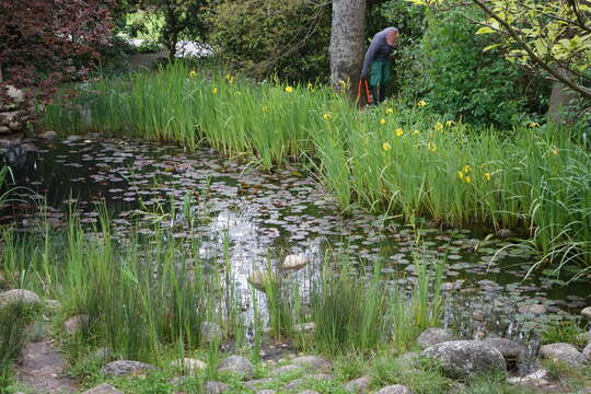 Image of yellow flag, yellow iris