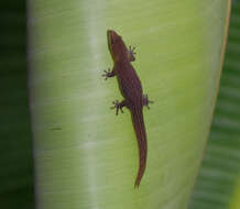 Image of Cayman Least Gecko