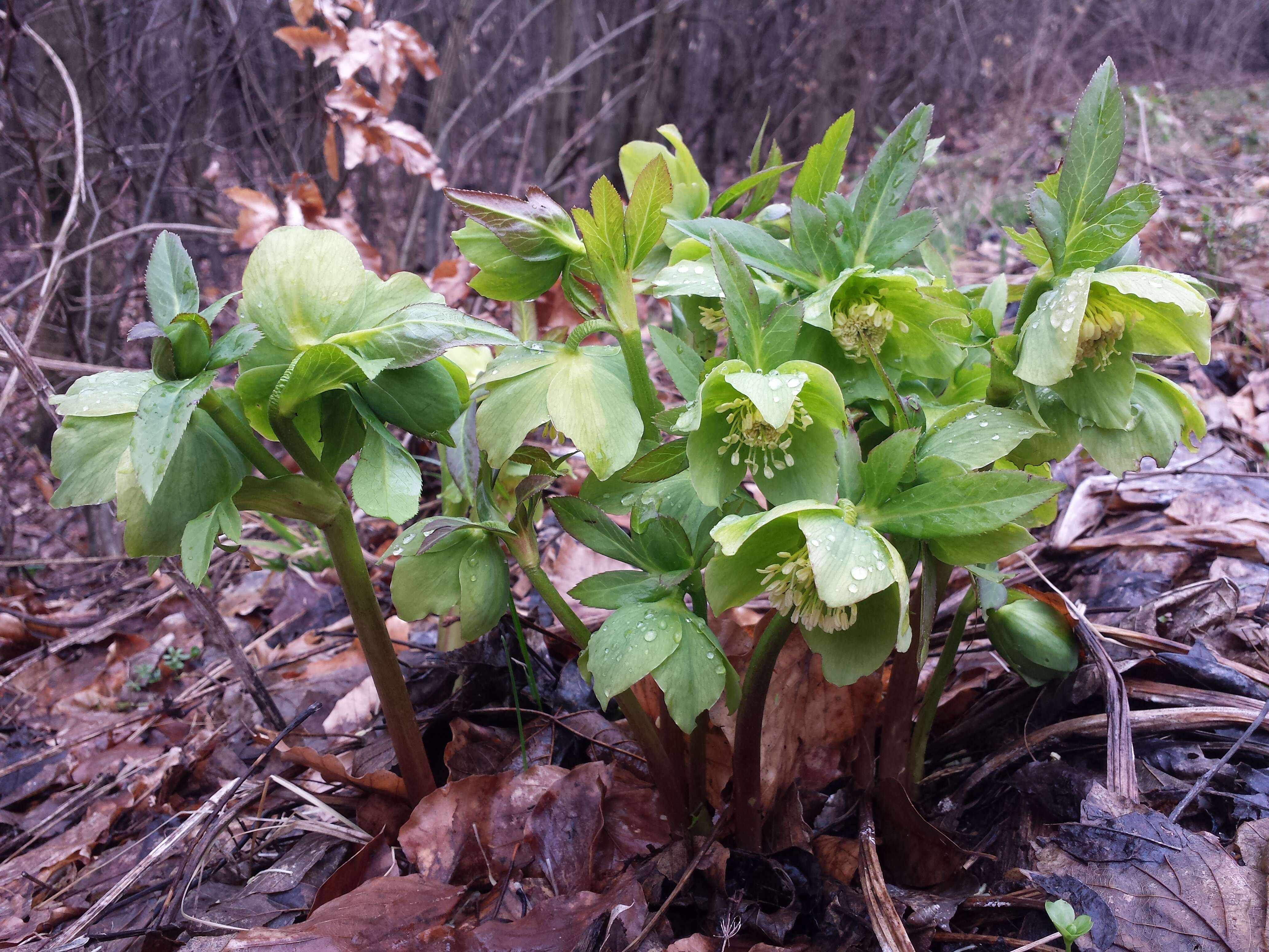 Image of Green Hellebore