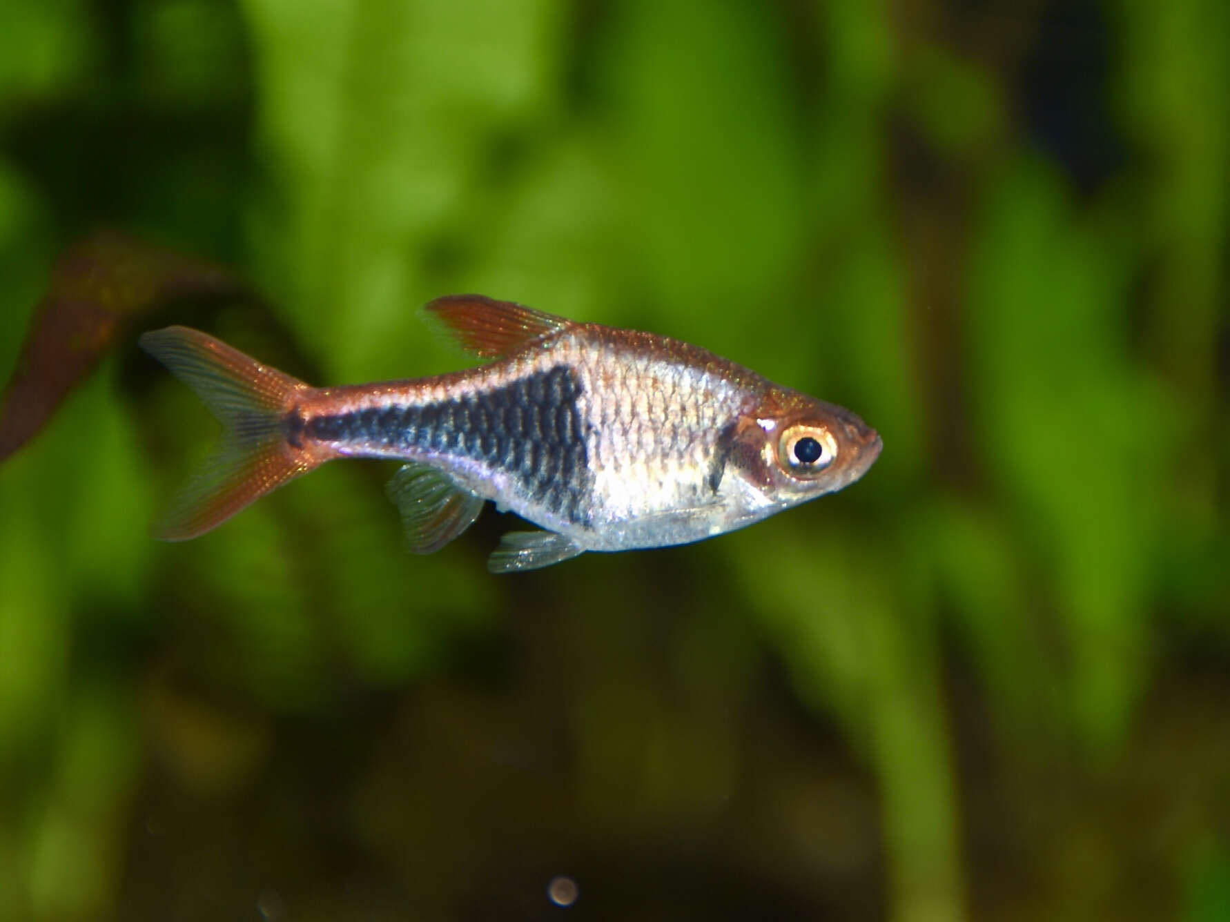 Image of Harlequin rasbora