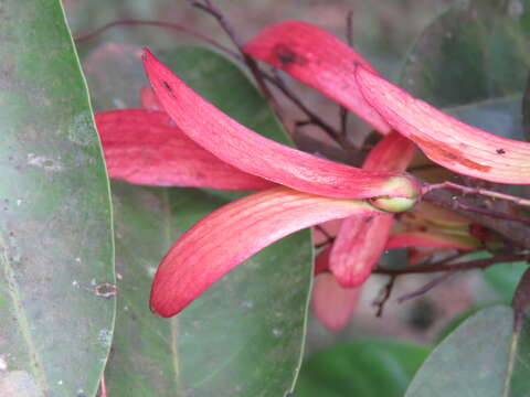 Image of Hopea ponga (Dennst.) D. J. Mabberley