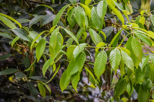 Image of Quercus annulata Sm.