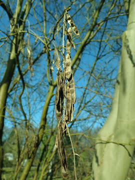 Image of Alpine Laburnum