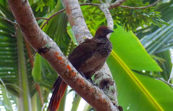 Image of Brazilian Chachalaca