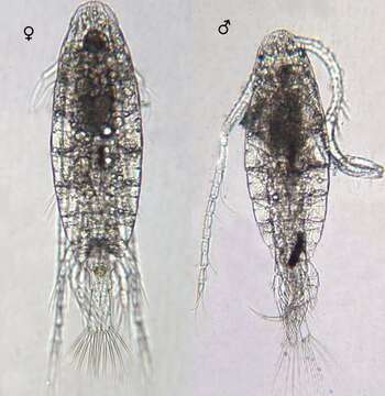 Image of Leptodiaptomus Light 1938