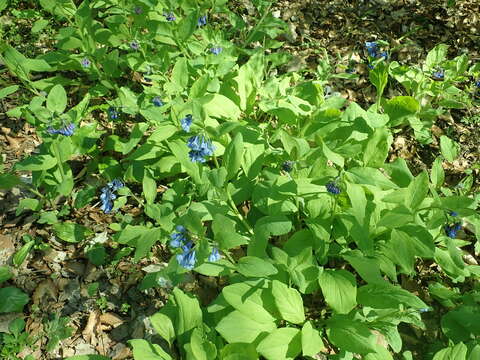 Mertensia virginica (L.) Pers. ex Link resmi