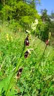 Слика од Ophrys insectifera L.