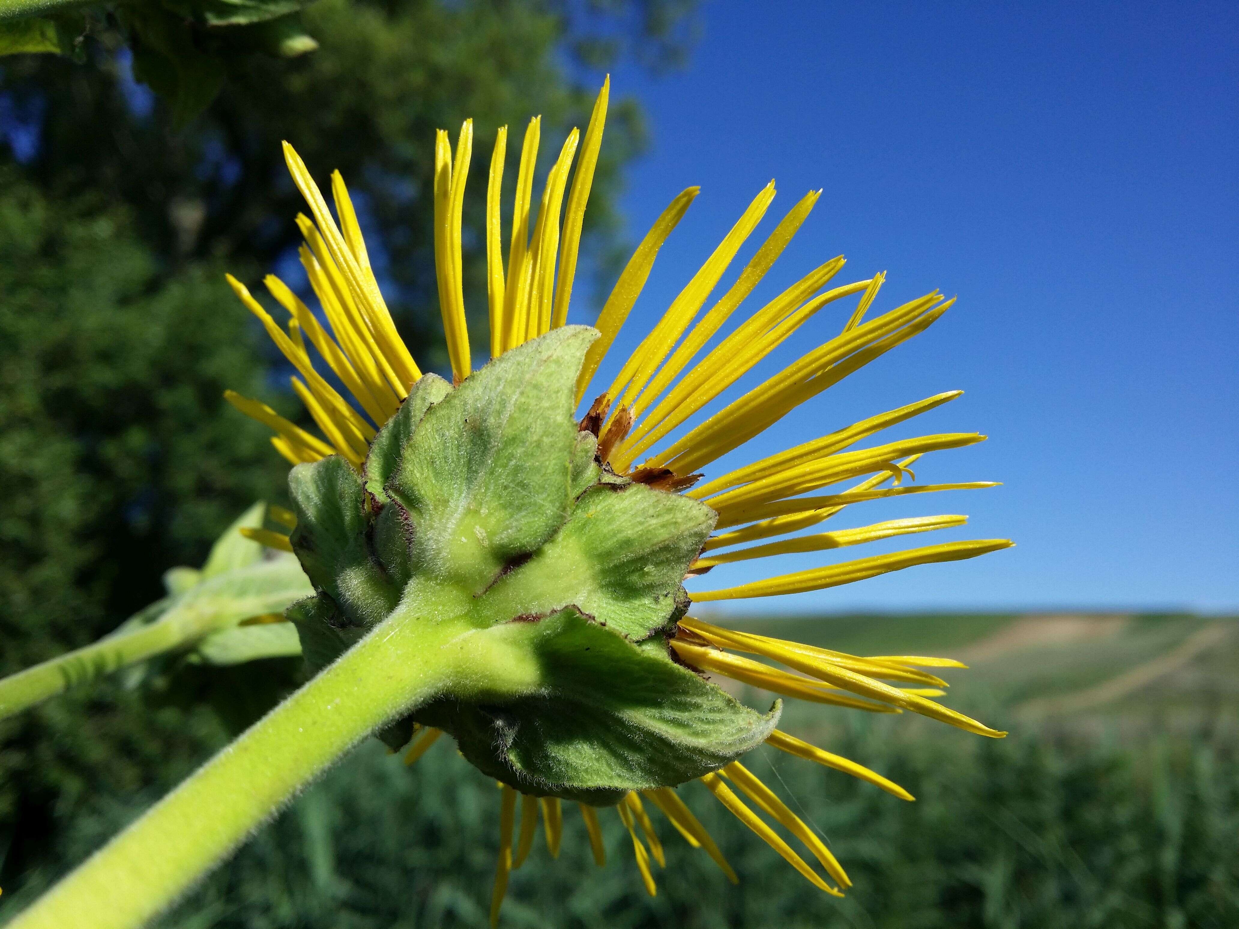 Image of Elecampane