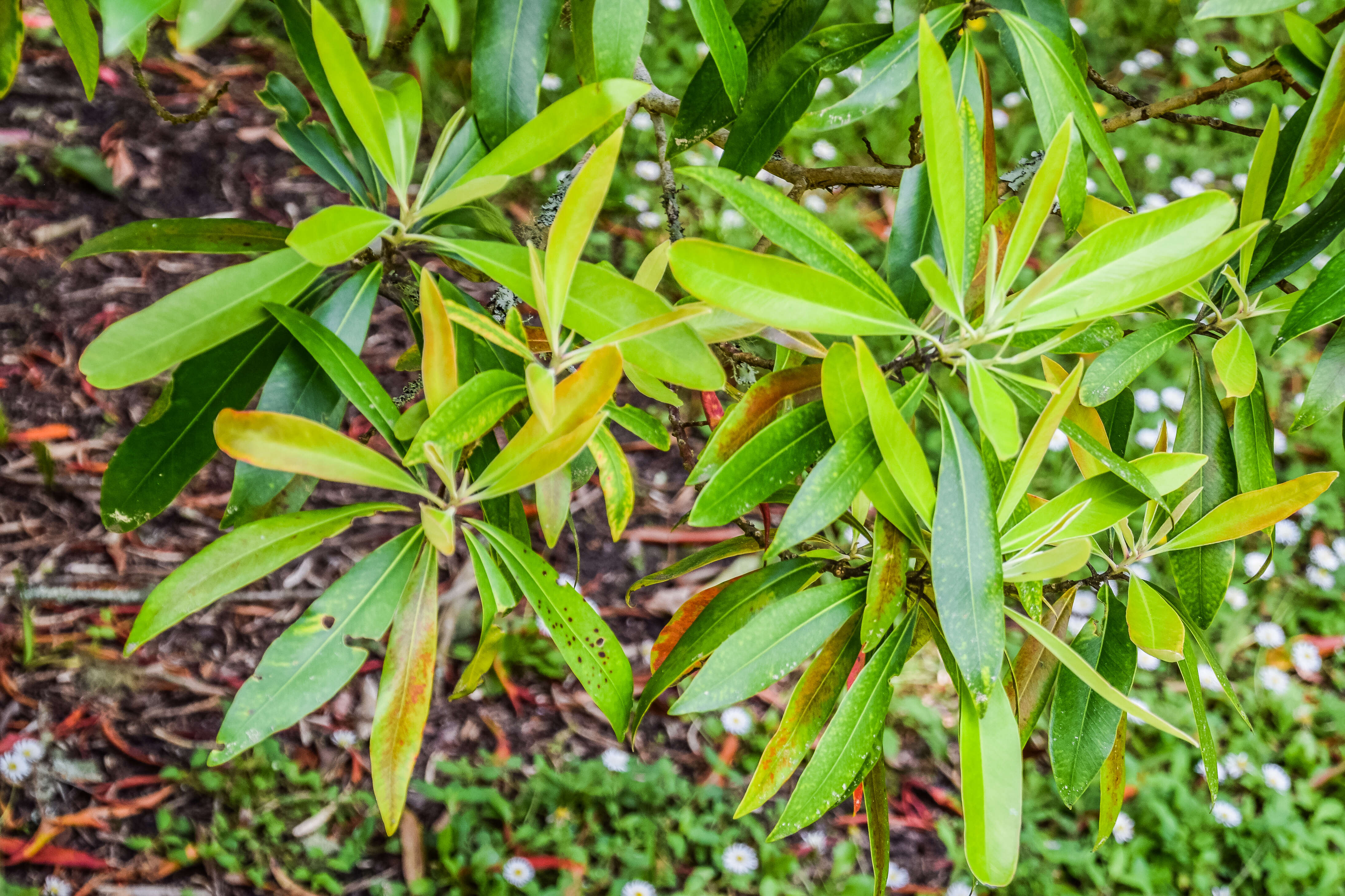 Imagem de Tristaniopsis laurina (Sm.) P. G. Wilson & J. T. Waterhouse