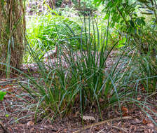 Image of Libertia ixioides (G. Forst.) Spreng.