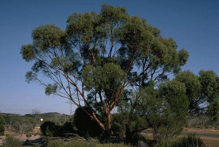 Слика од Eucalyptus sargentii Maiden