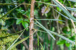 Pseudopanax crassifolius (Sol. ex A. Cunn.) K. Koch resmi