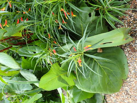 Imagem de Lobelia laxiflora Kunth