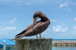 Image of Brown Booby