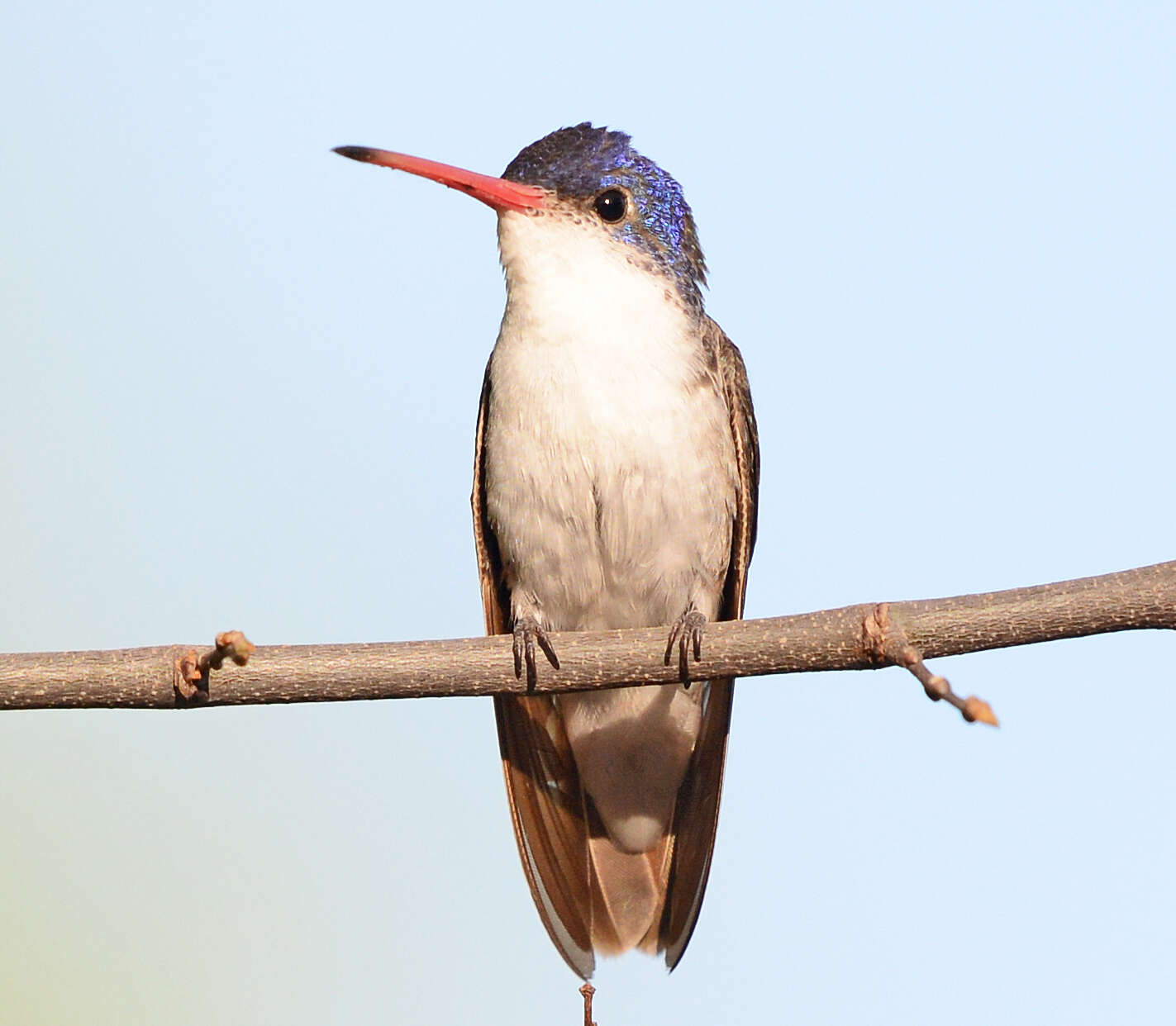 Image of Amazilia violiceps