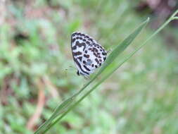 Image of Common Pierrot