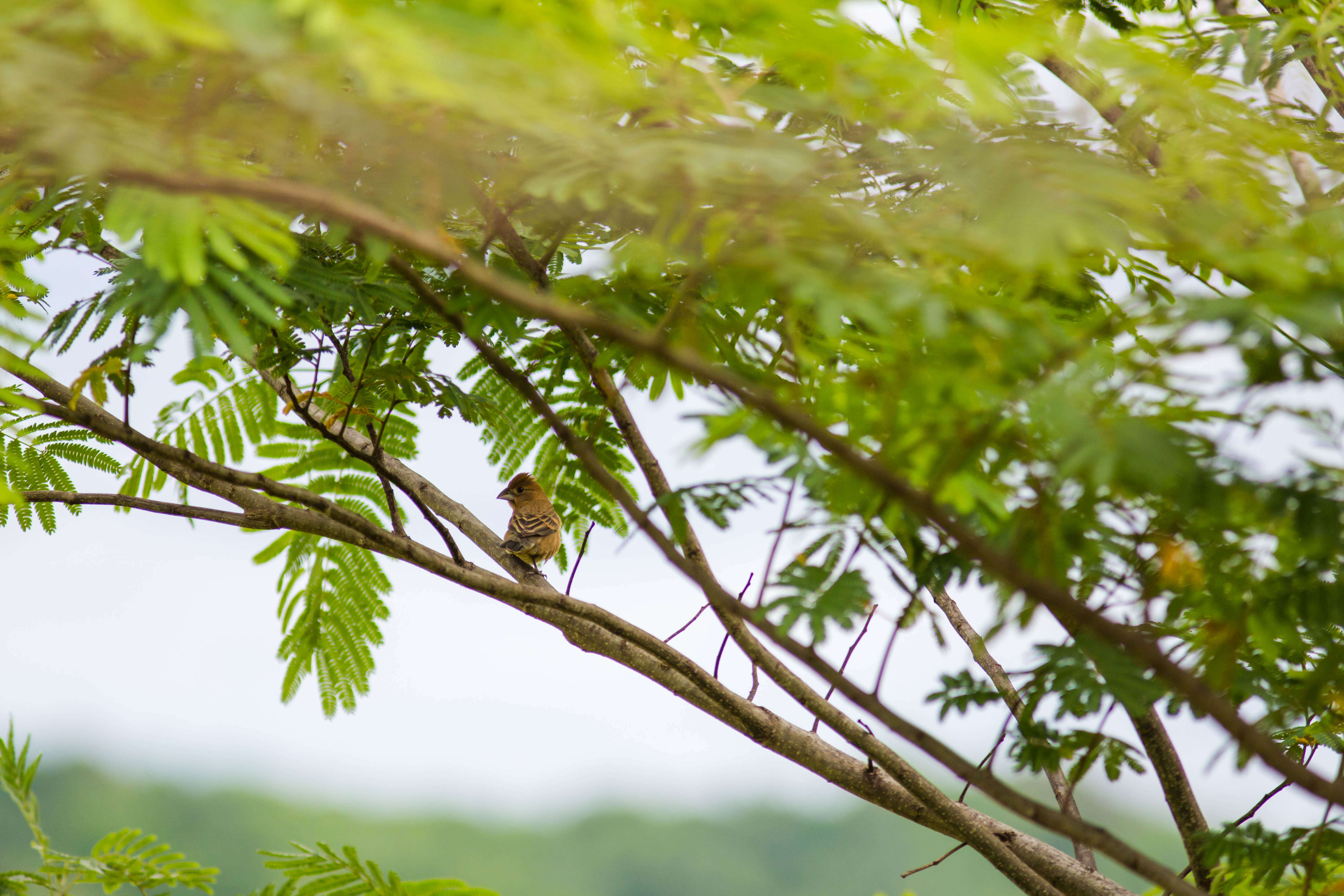 Image of Blue Grosbeak