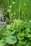 Image of Primula florindae Kingdon-Ward