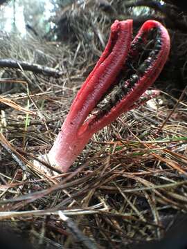 Image of Clathrus archeri (Berk.) Dring 1980