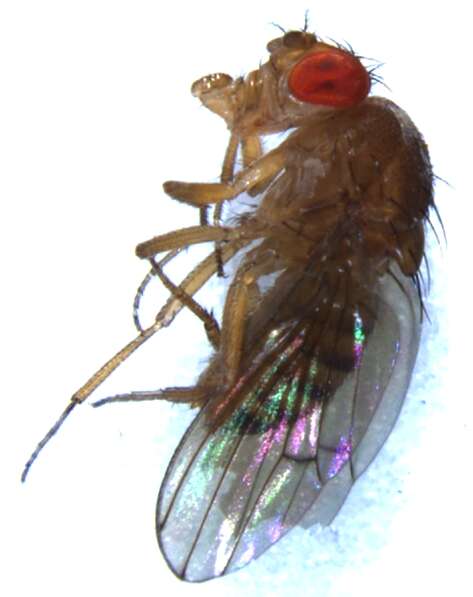 Imagem de Drosophila immigrans Sturtevant 1921