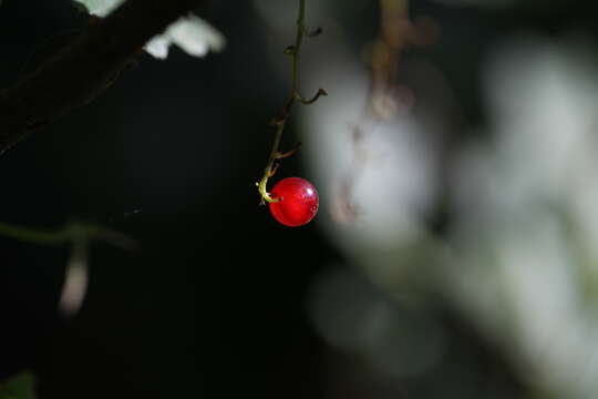 Image de groseillier rouge