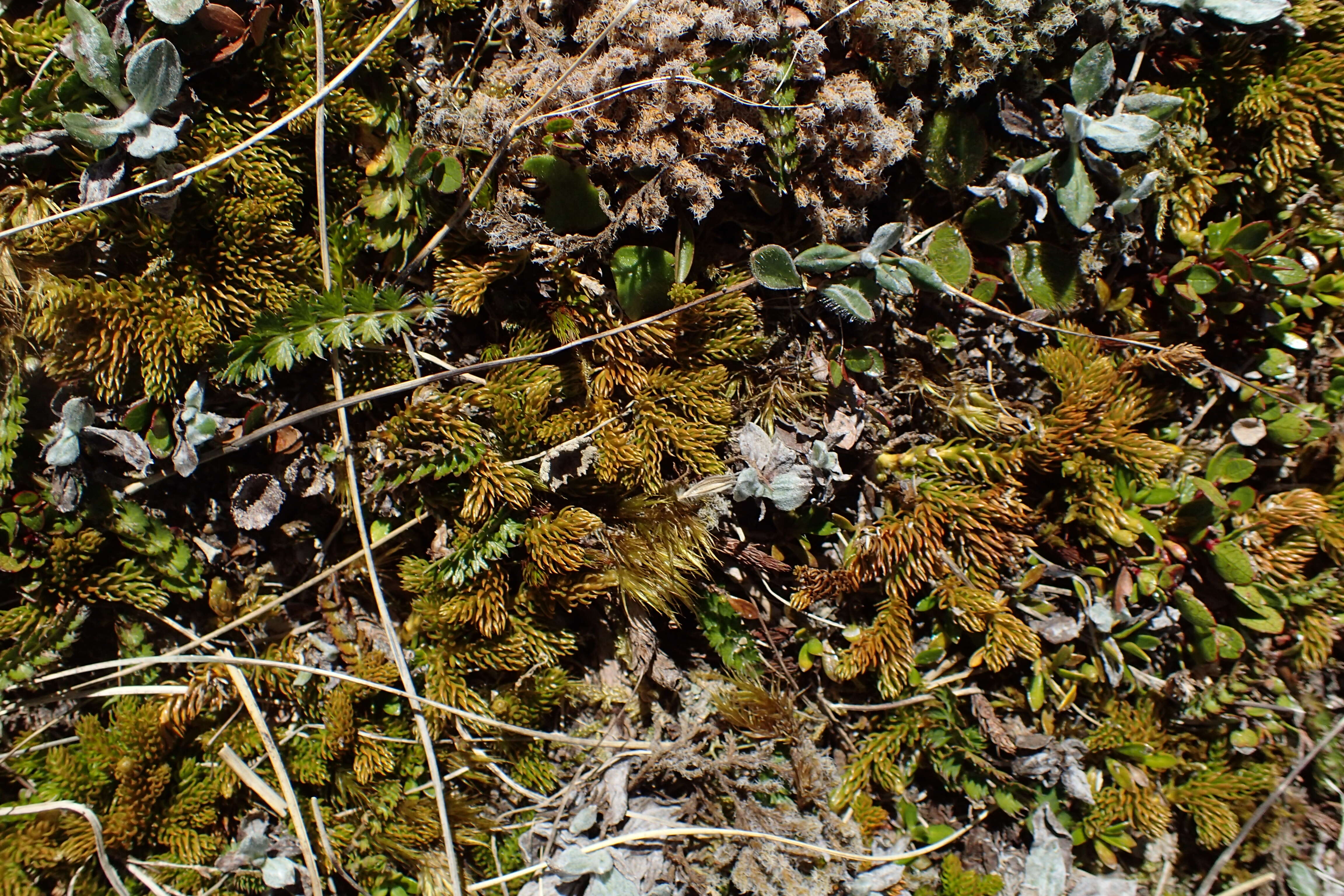 Image of Austrolycopodium fastigiatum (R. Br.) Holub