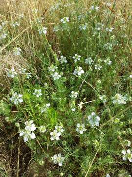 Nigella arvensis L. resmi