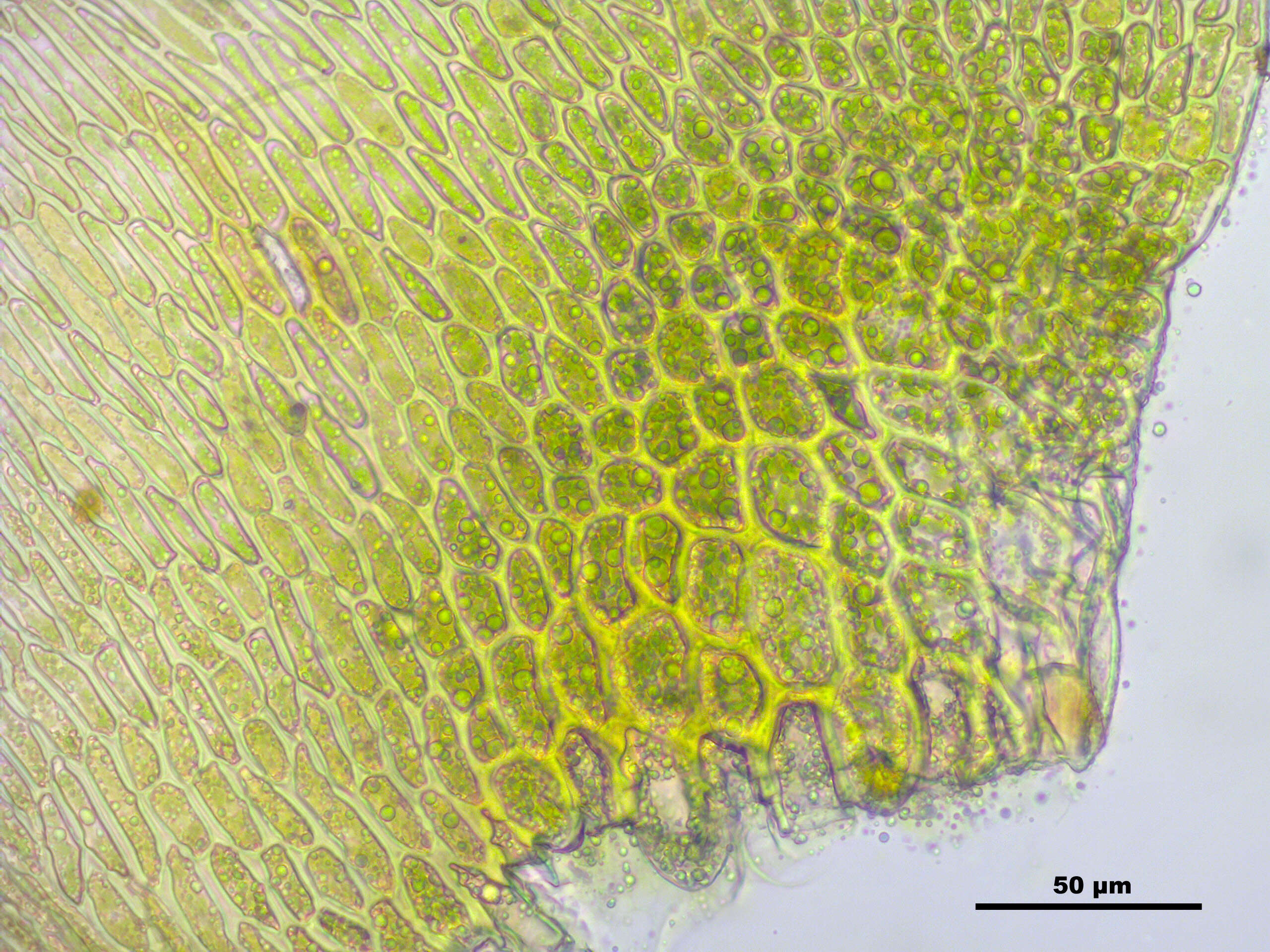 صورة Campylium stellatum