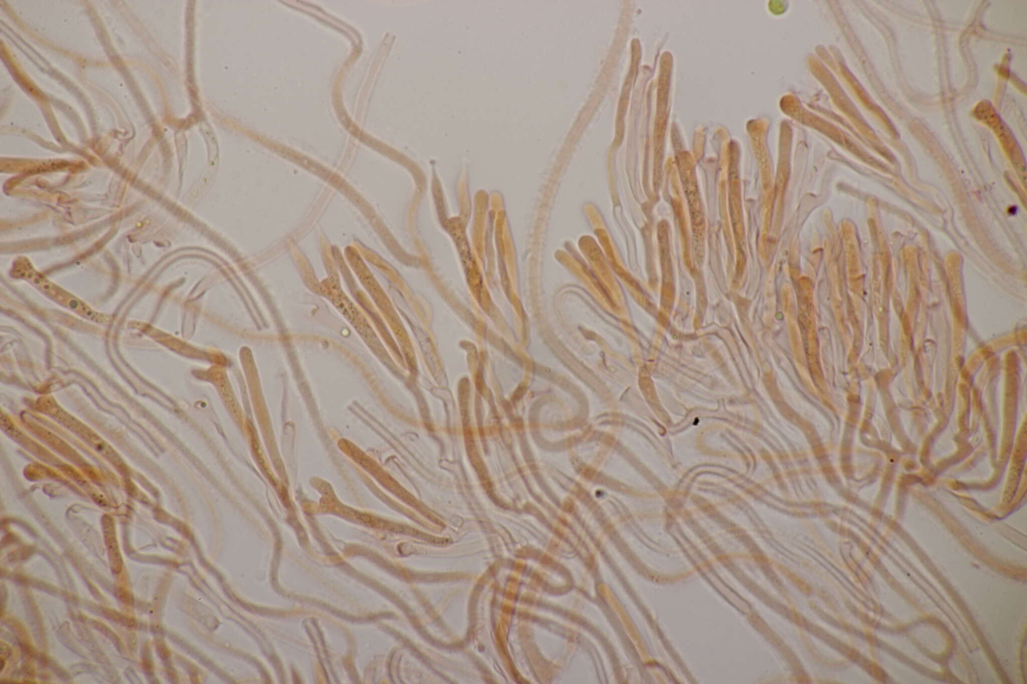 Image of Calocera cornea (Batsch) Fr. 1827