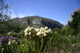 Sivun Brunia noduliflora P Goldblatt & J. C. Manning kuva