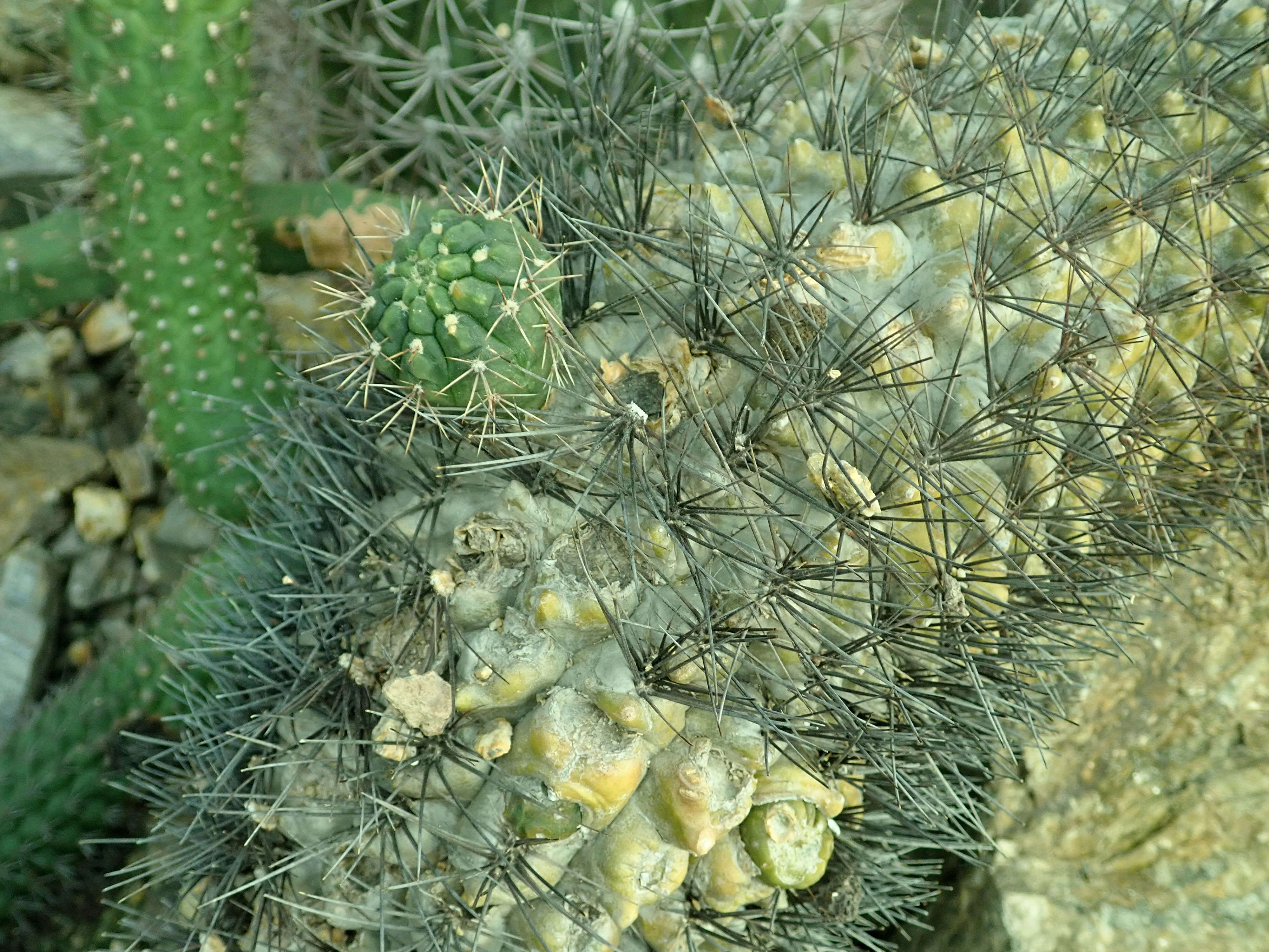 Image of Gymnocalycium gibbosum (Haw.) Pfeiff. ex Mittler