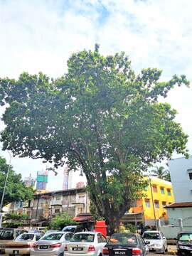 Image of tropical-almond