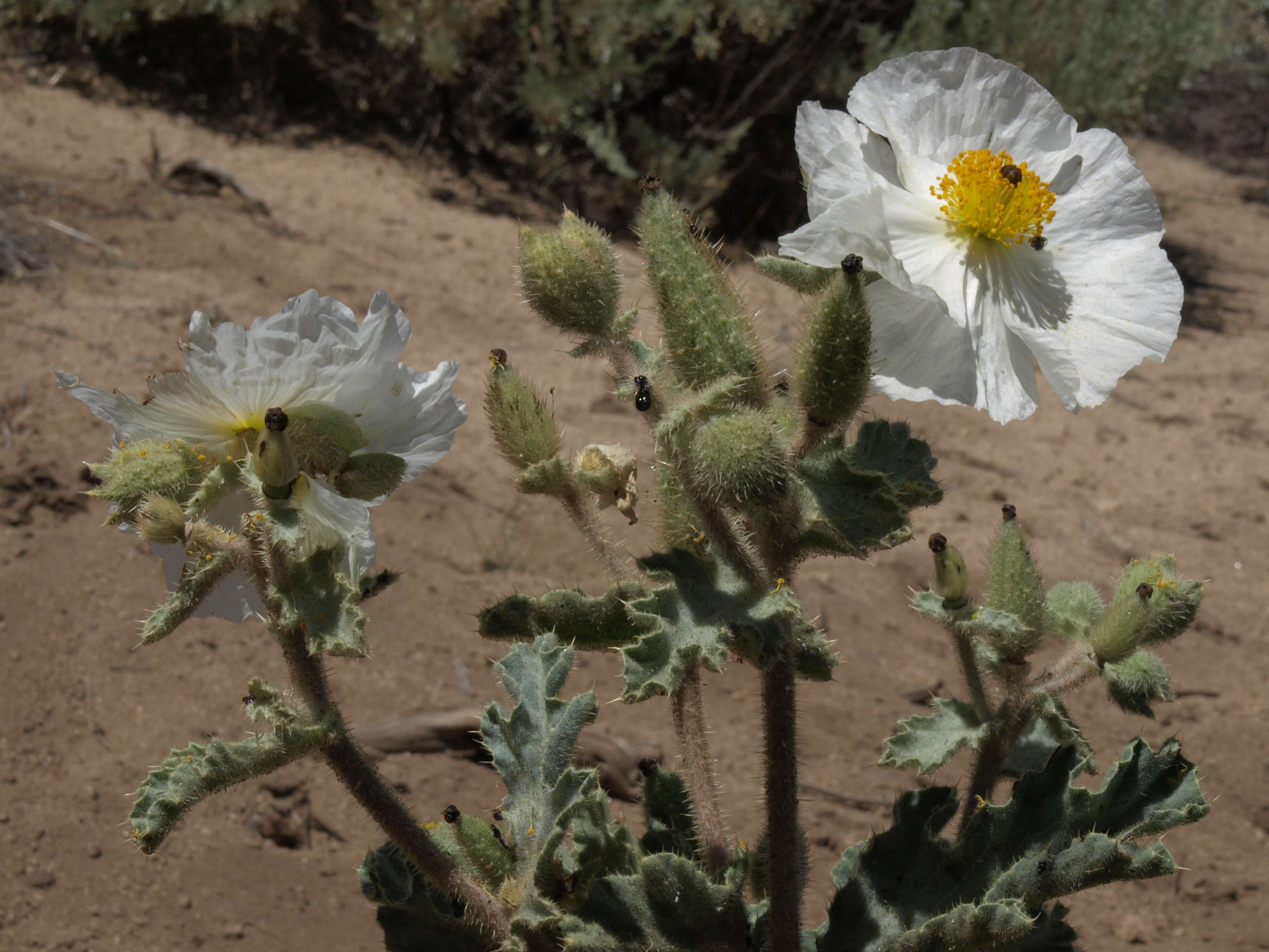 Image of flatbud pricklypoppy