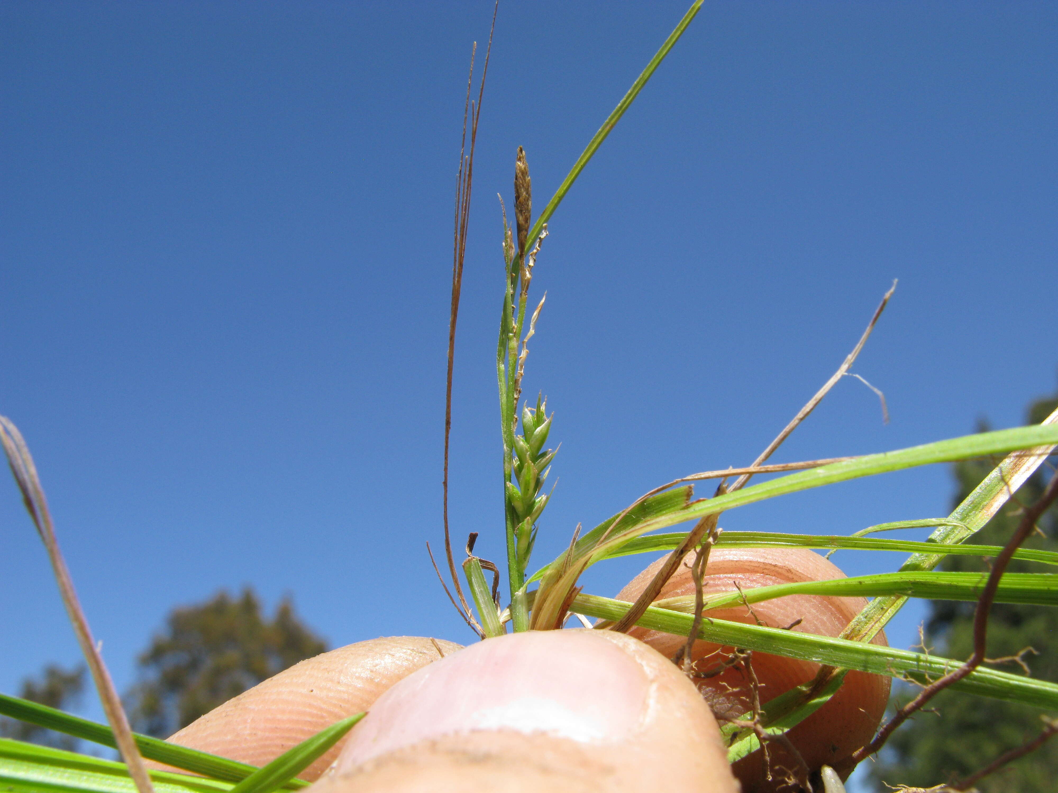 Image of Asian shortstem sedge