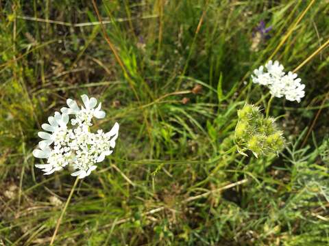 Orlaya grandiflora (L.) Hoffm. resmi