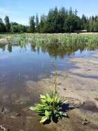 Image of Common Water-plantain