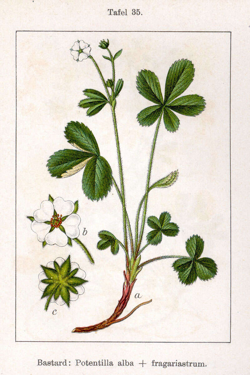 Image of White Cinquefoil