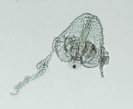 Image of comb jelly