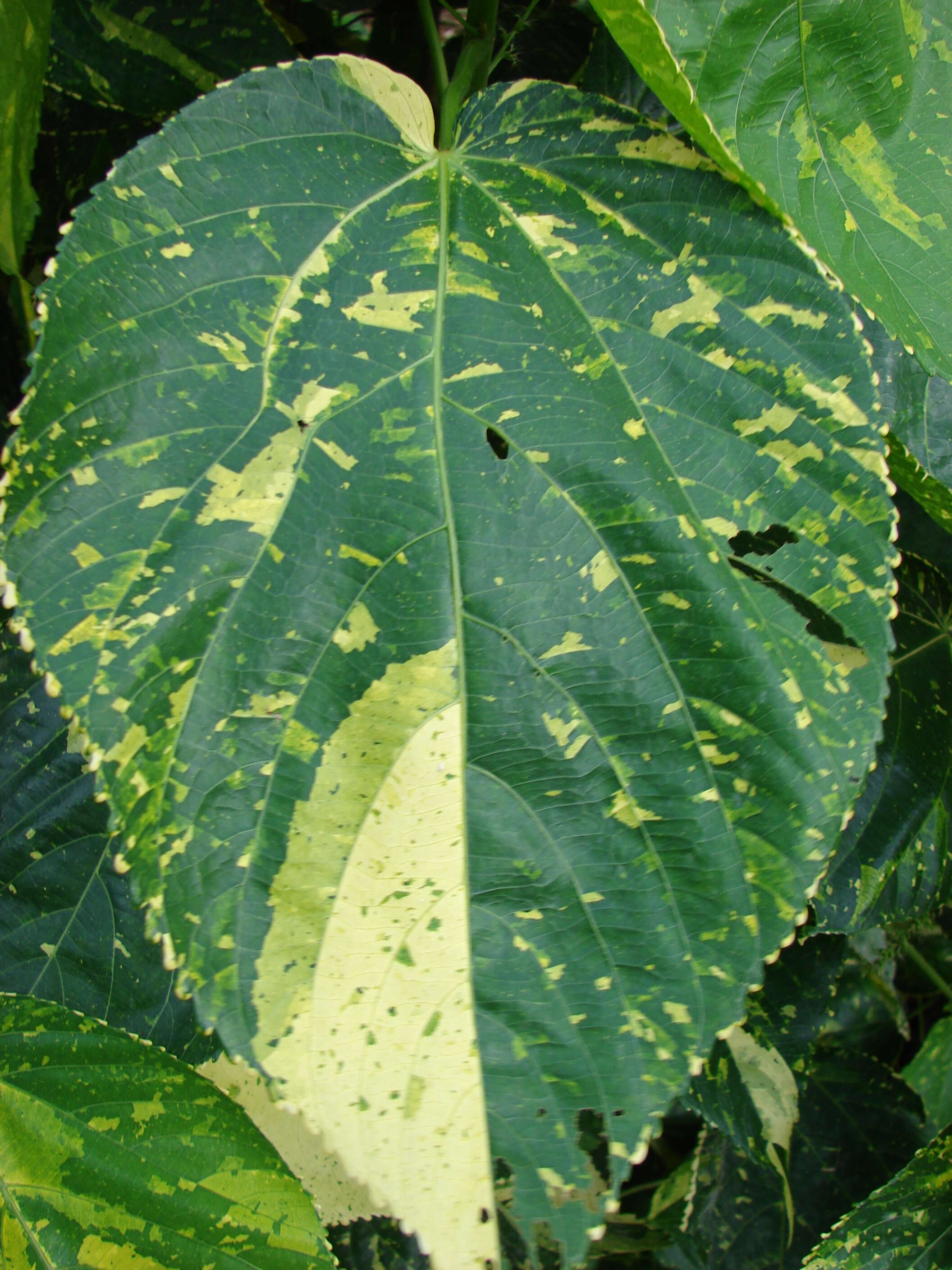 Image de Acalypha wilkesiana Müll. Arg.