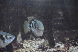 Image of Banded Archerfish