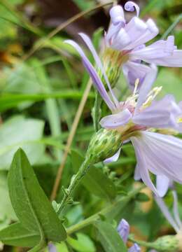 Image de Symphyotrichum shortii (Lindl.) G. L. Nesom