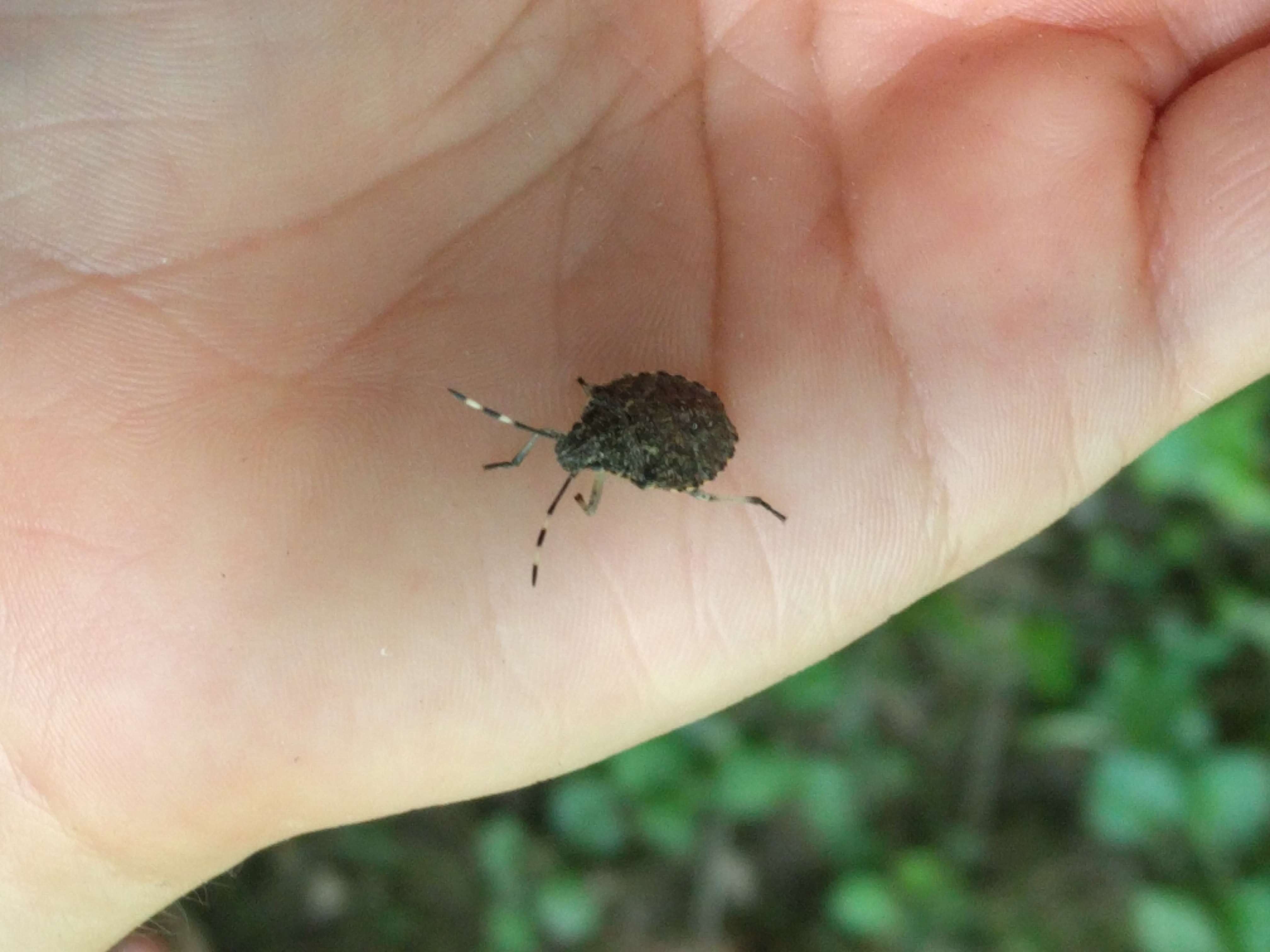 Image of Brown marmorated stink bug