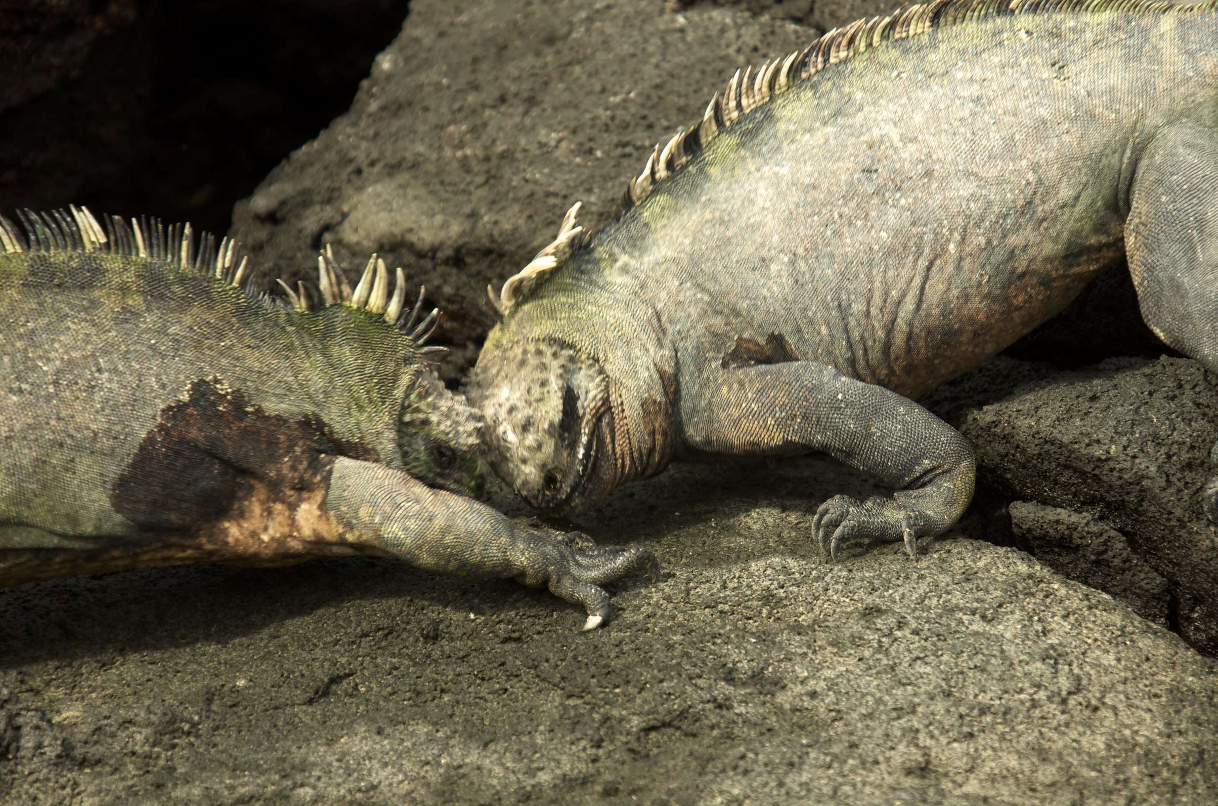 Image of marine iguana